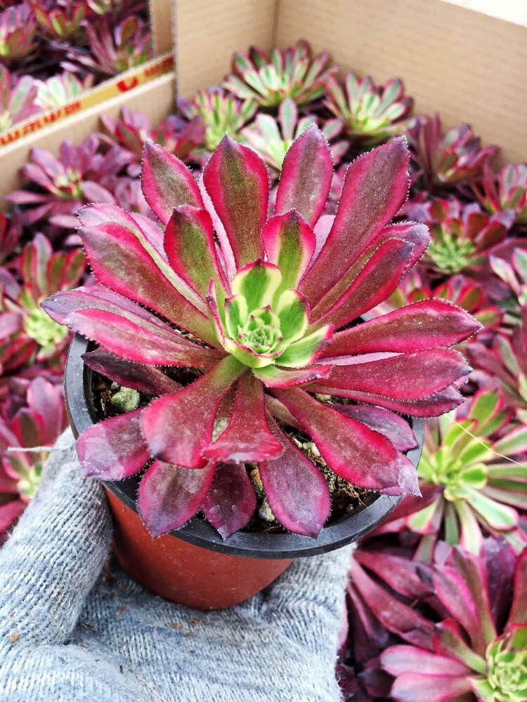 多肉植物法师红覆轮四季盆栽绿植办公室阳台组合盆栽植物花卉百合莉莉