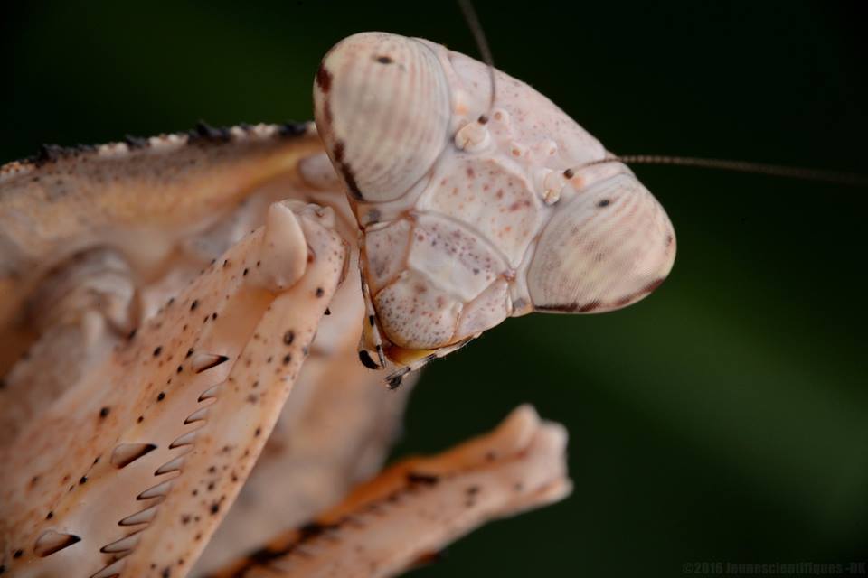 根据胸背板的形态特点,命名为菱背枯叶螳螂饲养难度: 简单产地