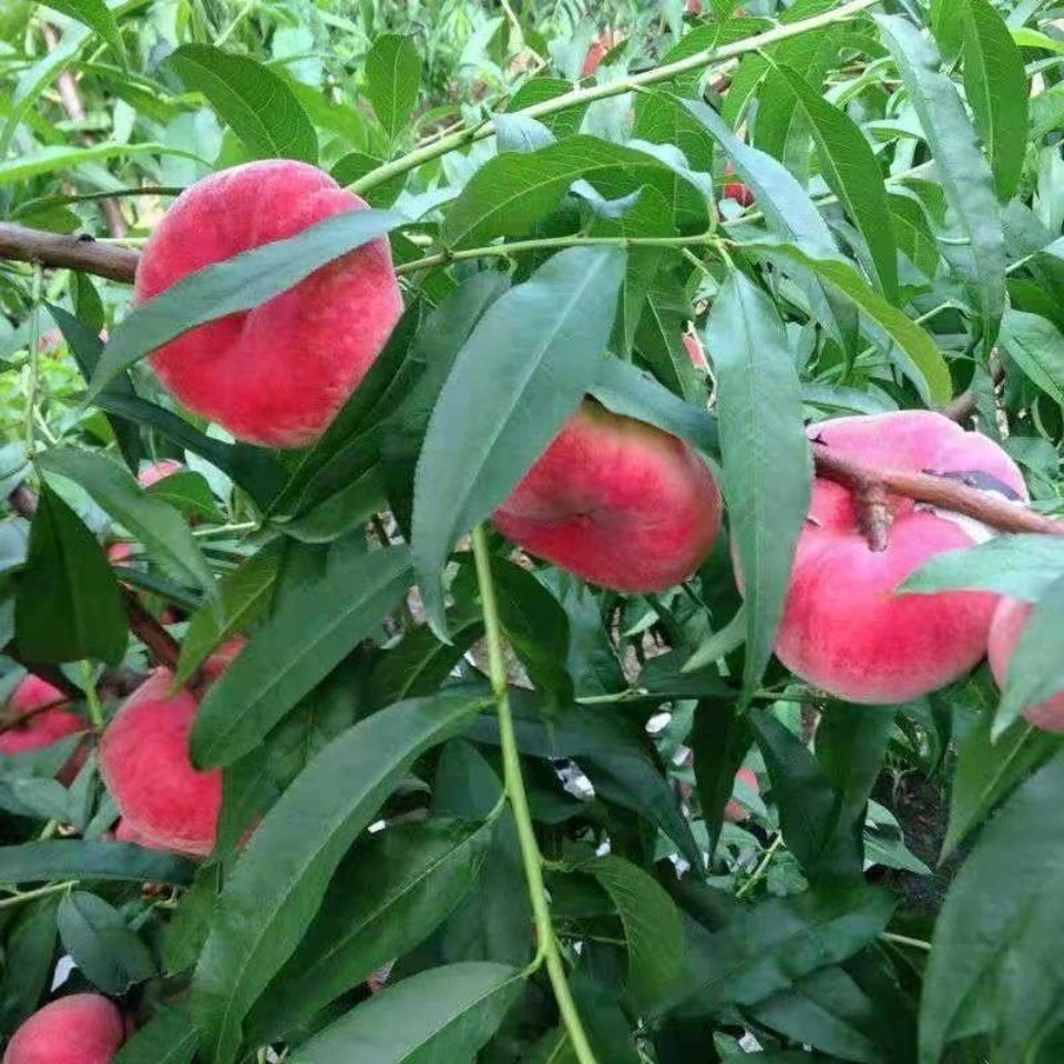 嫁接桃树新品种特大中华寿桃超甜大黄桃树苗当年结果桃树苗耐寒血桃四