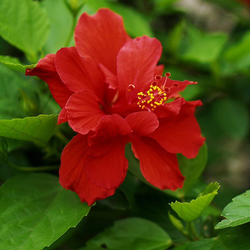 粉色扶桑 红色扶桑 黄色扶桑 扶桑花盆栽重瓣四季绿植朱槿牡丹芙蓉花