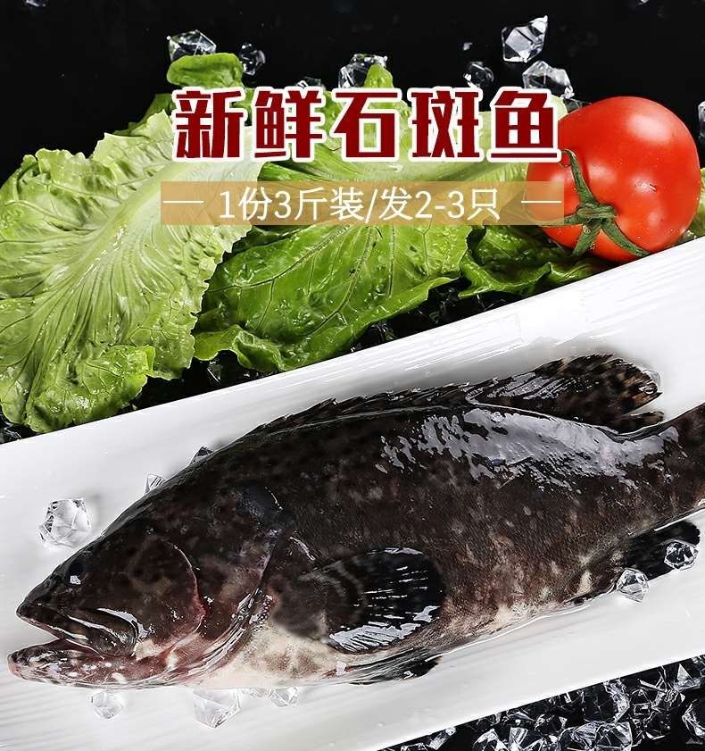 深海石斑鱼鲜活速冻珍珠斑鱼龙胆老虎斑海鲜(1-8斤)塞红康尔 5斤共2条