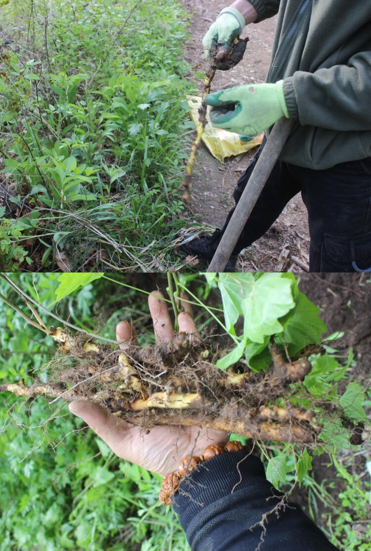 野生穿山龙长白山泡酒料穿地龙东北地穿草药中药材川龙骨段片500g
