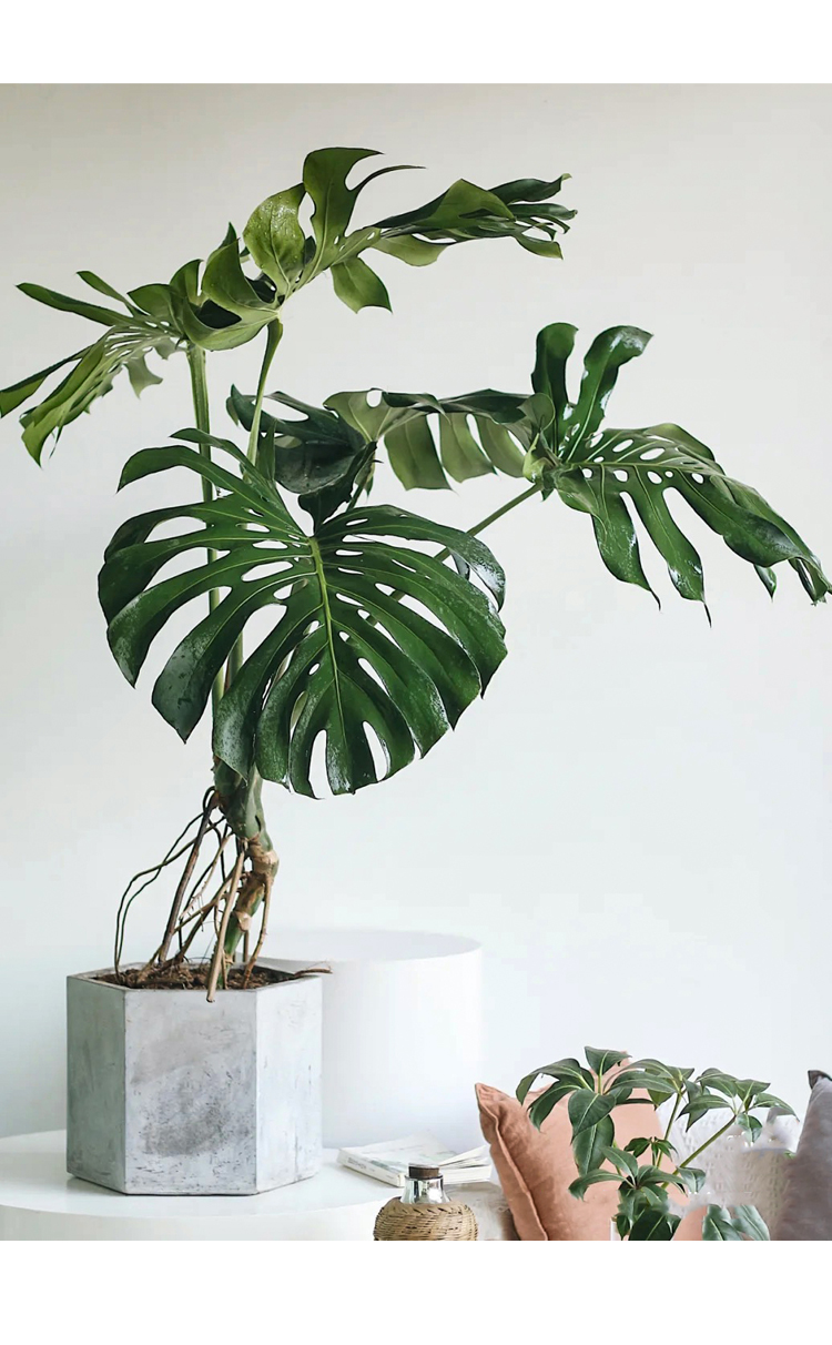 龟背竹大型室内老桩可水培植物盆栽热带好养客厅吸甲醛大叶绿植 70~80