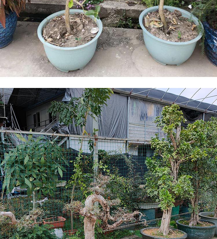 加厚龙缸花盆树脂塑料花盆庭院种果树盆景基地种植圆形大硬盆