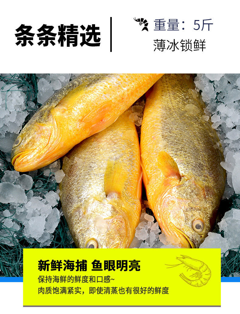 官井一号大黄花鱼新鲜大黄鱼深海黄花鱼深海鱼海鲜水产5斤装5条装
