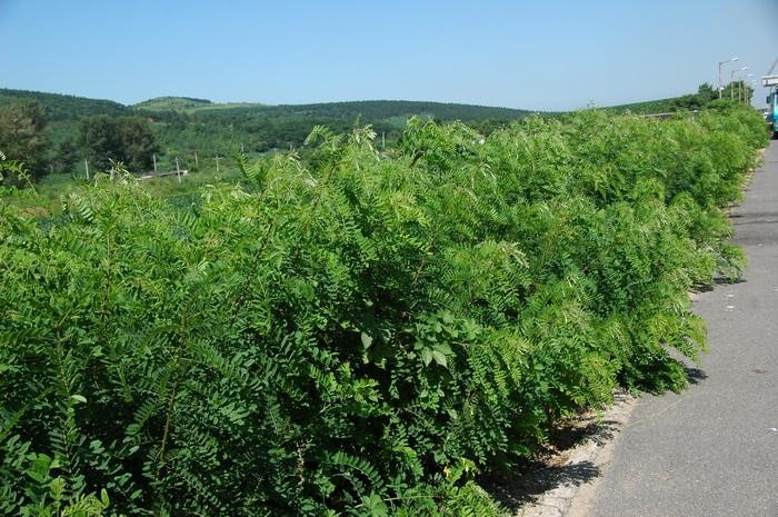 谏仰护坡灌木树喷播胡枝子紫穗槐小冠花车桑子刺槐银合欢爬山虎种子