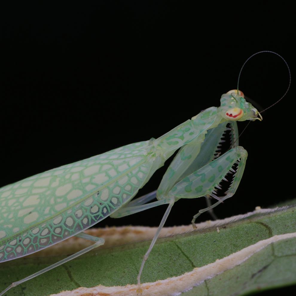 黎明螳活体螳螂黎明螳螂另类宠物摄影昆虫赤兔马 成体【图片 价格