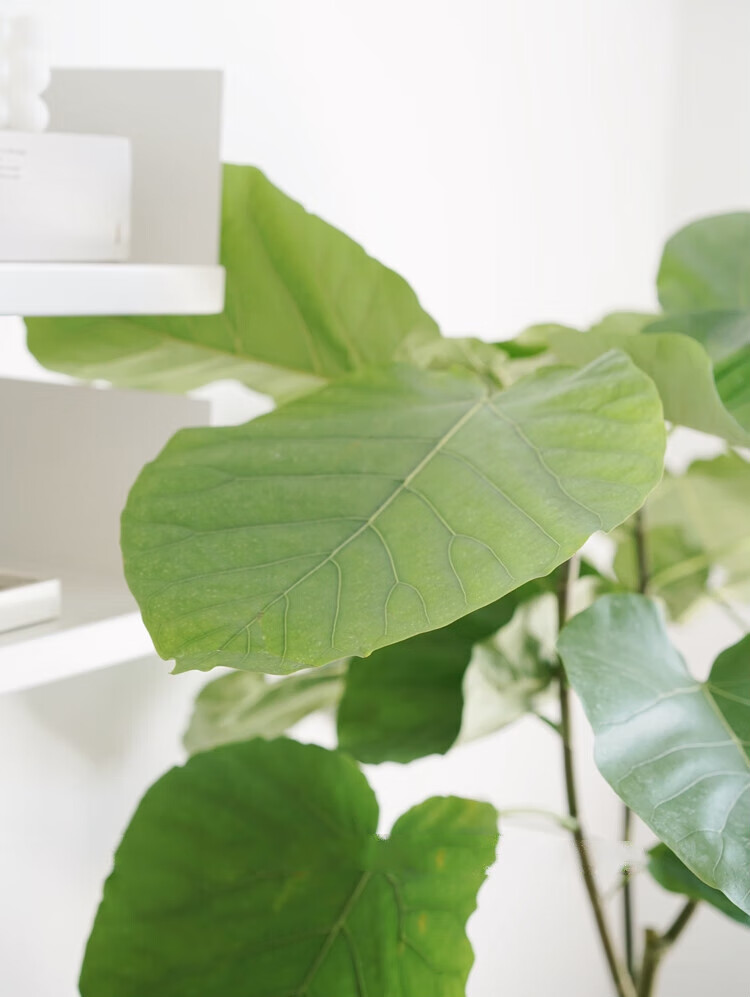 大型爱心榕 ins风爱心大叶片落地观叶植物清新家居盆栽 xl爱心榕