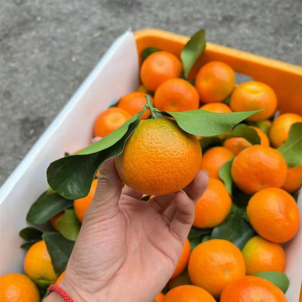 花客悦 【顺丰】金秋沙糖桔新鲜果肉爽嫩多汁化渣甜 5斤 金秋沙糖桔