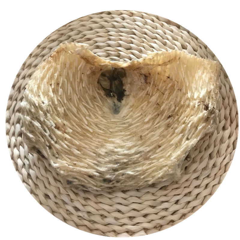 洪僖侨 大号刺龟 鱼皮海豚 海胆刺豚皮 海刺鱼 北海海产干货 海鱼干