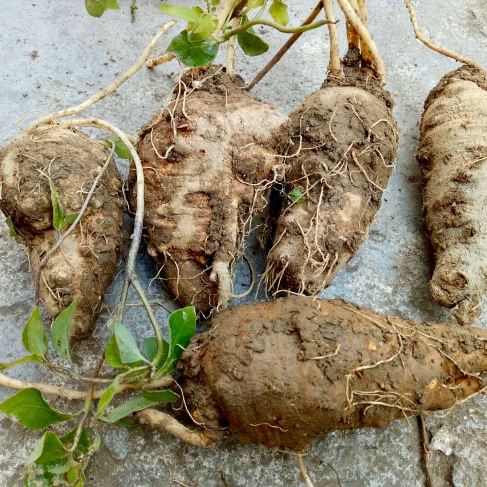 野生新鲜山海螺中药四叶参羊乳奶参现挖现货干货500克自然晒干山海螺