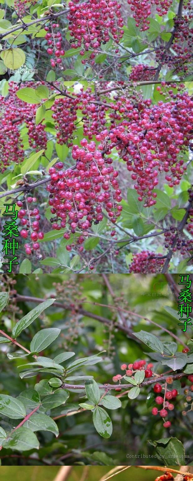 马桑种子 千年红 马鞍子 水马桑,野马桑 马桑柴 种子优惠 50克