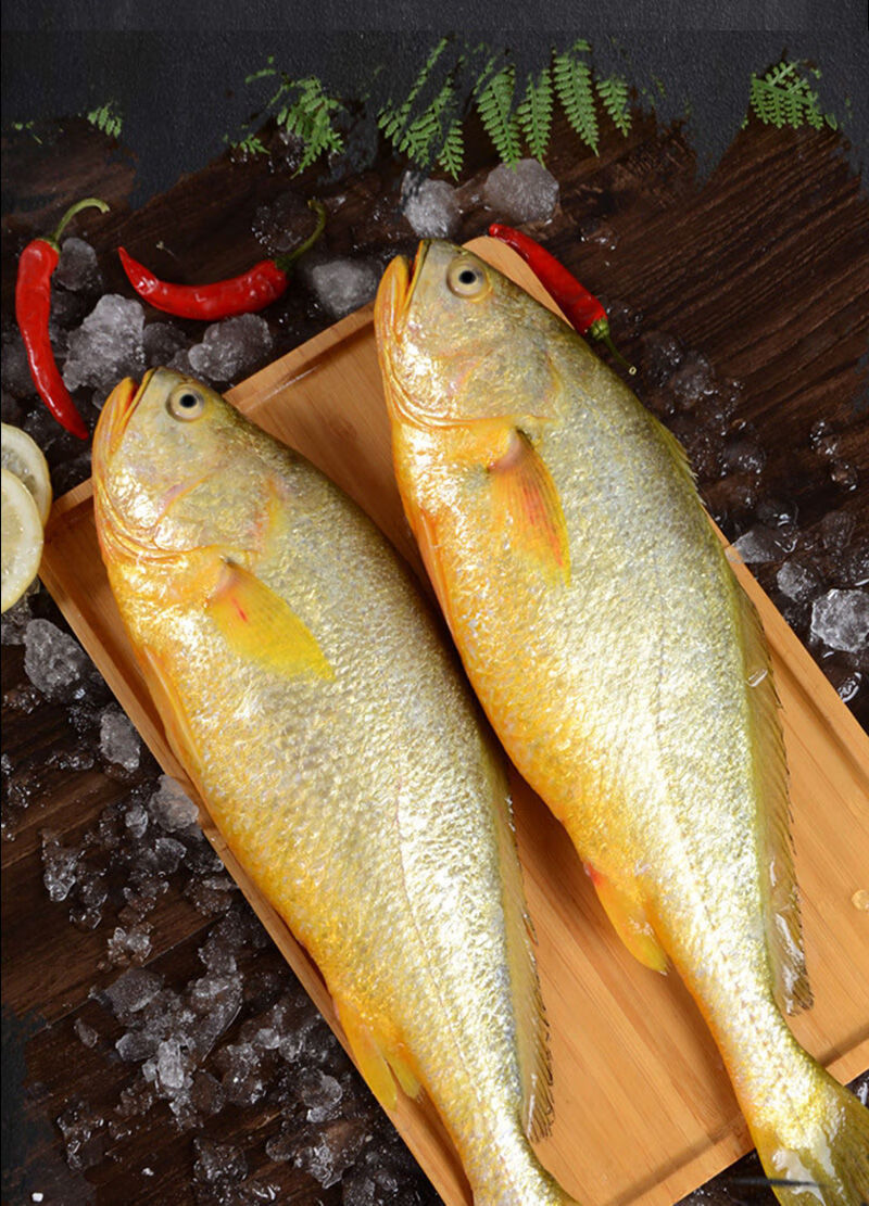 特大黄花鱼新鲜东海大黄鱼一整箱黄花鱼鲜活冷冻海鲜生鲜 3斤装【三条