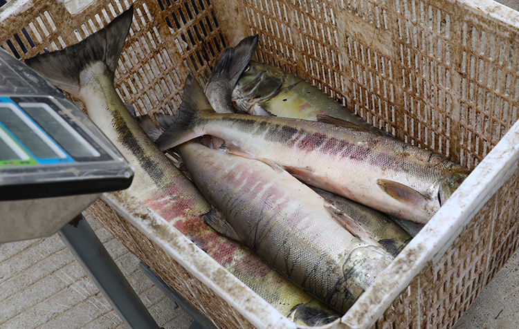 大马哈鱼黑龙江特产新鲜速冻马哈东北整条冷冻大鱼淡水鱼 6斤马哈鱼一