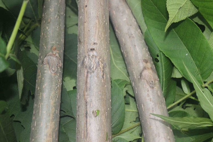 长白山核桃树枝老树枝野生核桃树枝东北山核桃树枝500g