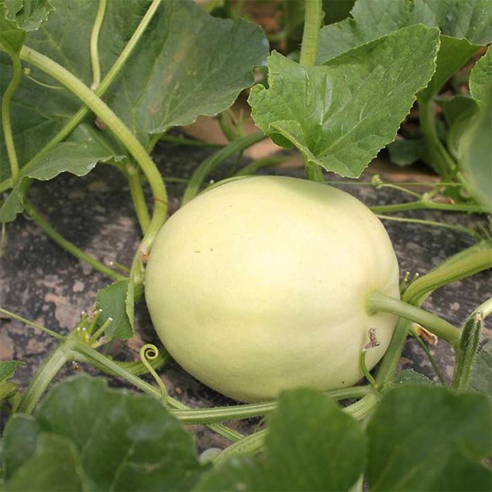 颜集卉懒汉瓜王种子甜瓜种子白色甜瓜香瓜种子甜薄皮香农家瓜果羊角蜜