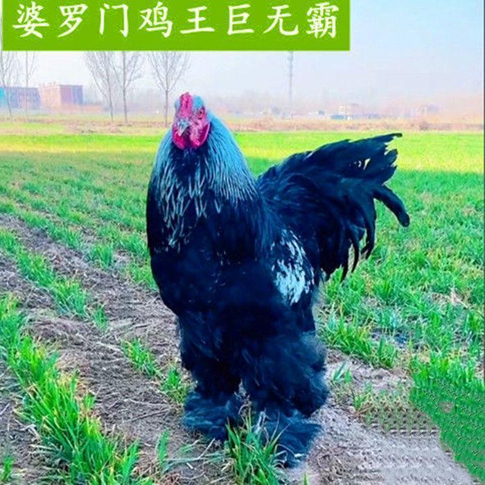 黑花婆罗门鸡苗15天 一只 母(包繁殖 包下蛋)【图片 价格 品牌 报价】