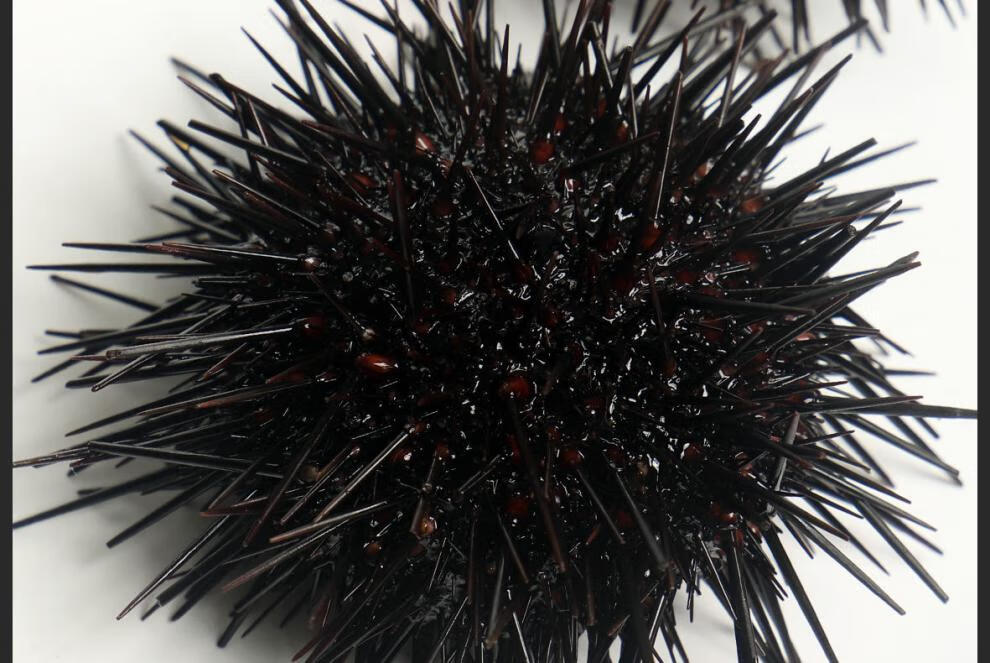 紫海胆新鲜马粪海胆鲜活黄胆刺锅即食刺身水产生鲜 2斤实惠装(8-12只)