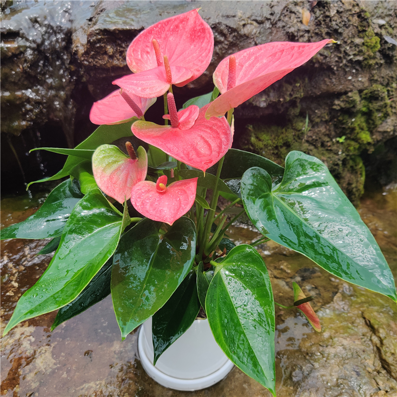 红掌花卉植物室内花梦幻彩掌白掌粉掌盆栽大盆四季开花不断 白掌自动