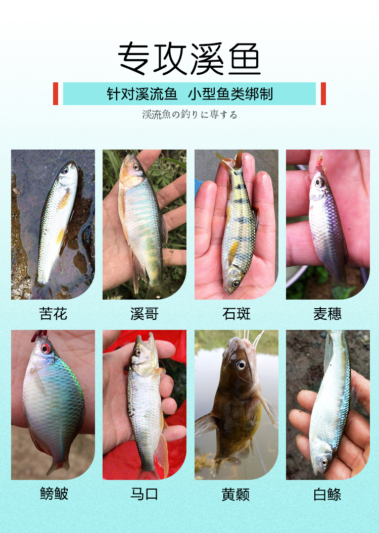 溪流钓线组专用马口白条石斑鳑鲏七星漂套装传统抖米小鱼小物专用 金