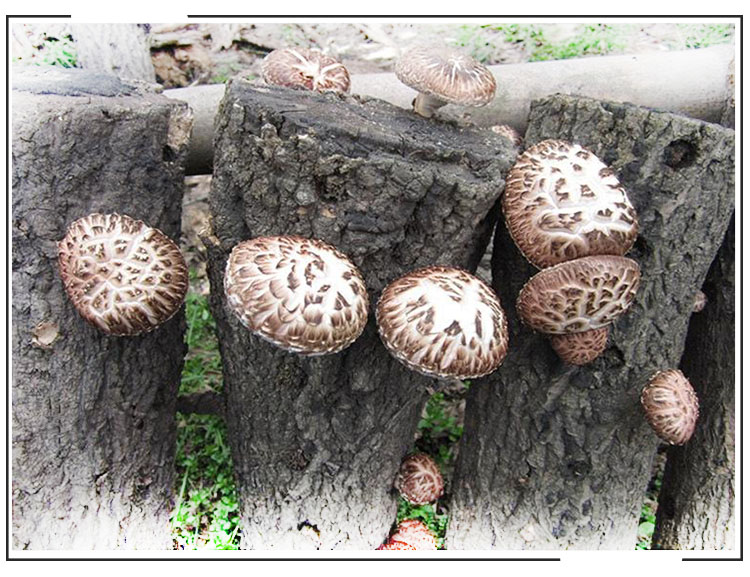 舌尖上的中国花菇干货香菇新货特级农家特产房县椴木野生小花菇【图片价格品牌评论】-京东