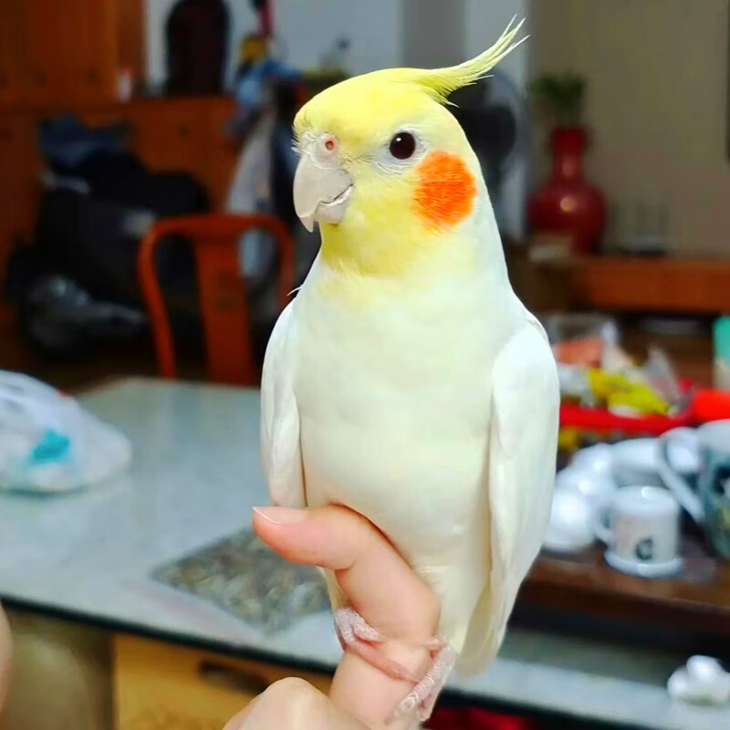纯手养玄凤鹦鹉会说话唱歌宠物活体鸟黄化玄风幼鸟原始灰公母一对蒂