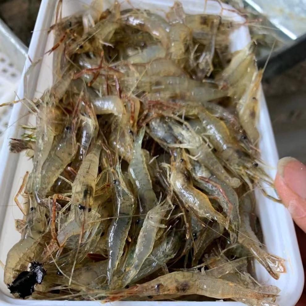 淡水虾品种图片大全图片