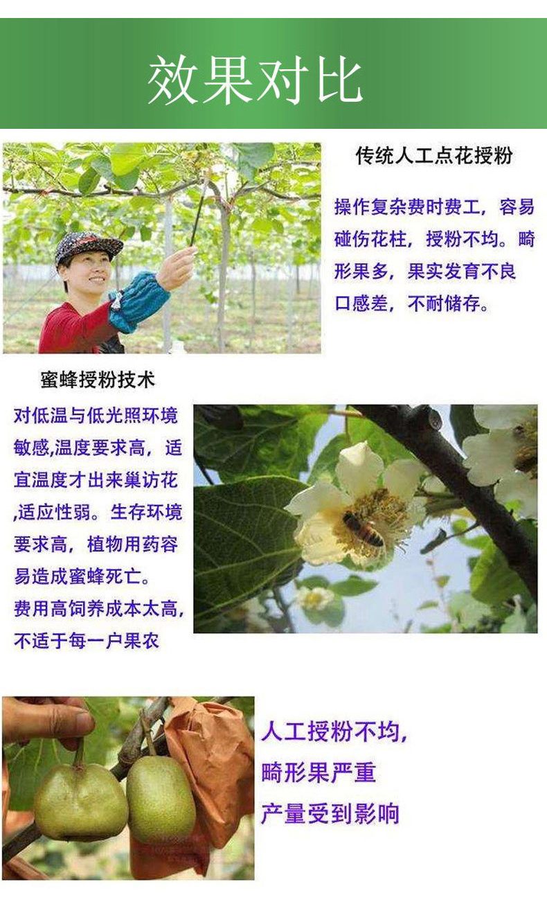 果树授粉器果树花粉授粉器人工伸缩杆梨树苹果猕猴桃桃树专用虎雀梨树