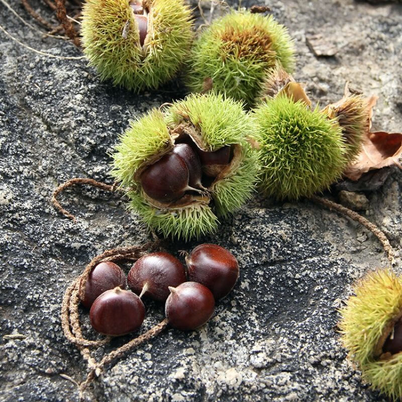 板栗生新鲜小油栗小栗子小板栗毛栗子生栗子1/3/5斤批发包 小油栗5斤