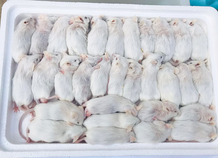 真空冰冻冷冻小白鼠 乳鼠白霜跳跳亚成成体裸鼠爬宠蜥蜴蛇饲料 15-20