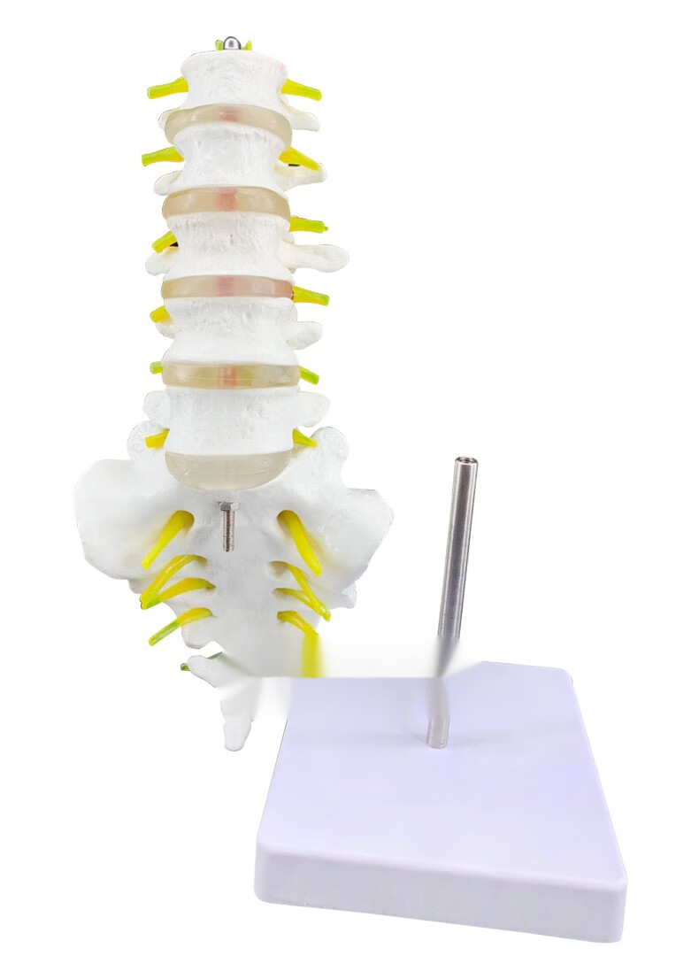 人体脊柱模具脊椎骨腰椎模型 腰椎结构腰椎间盘 关节模具骨头骨架