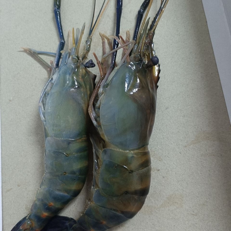 大河虾罗氏虾大头虾1000g鲜虾活虾速冻罗氏虾火锅海鲜批发10头1斤超大