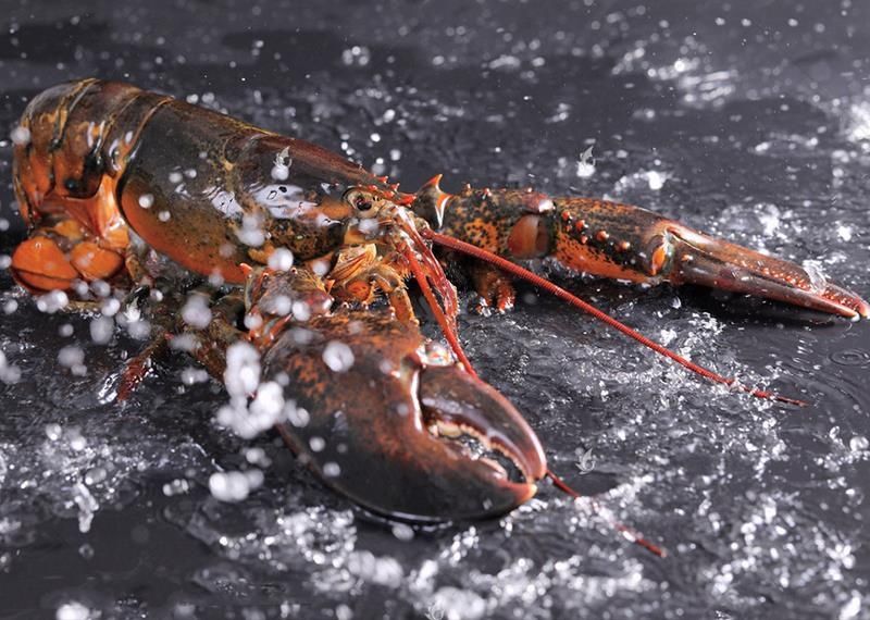 波士顿龙虾鲜活速冻加拿大海鲜水产冰鲜大波龙特大115斤一只2630斤只