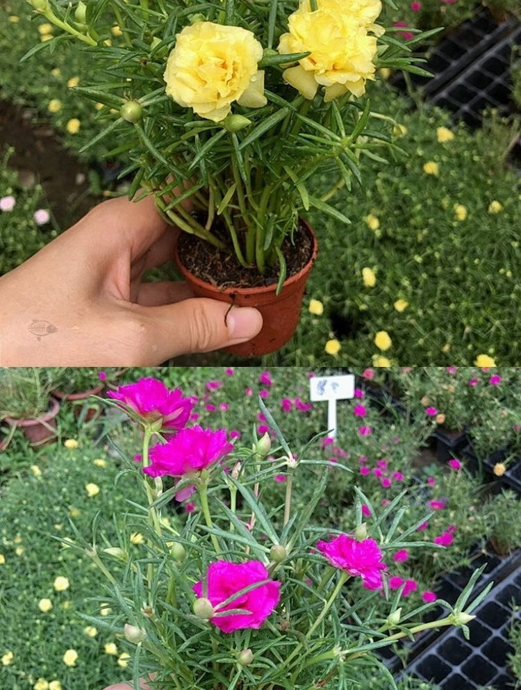 7抢50枝重瓣太阳花苗带花苞盆栽室内阳台庭院四季开花宿根植物 【带根