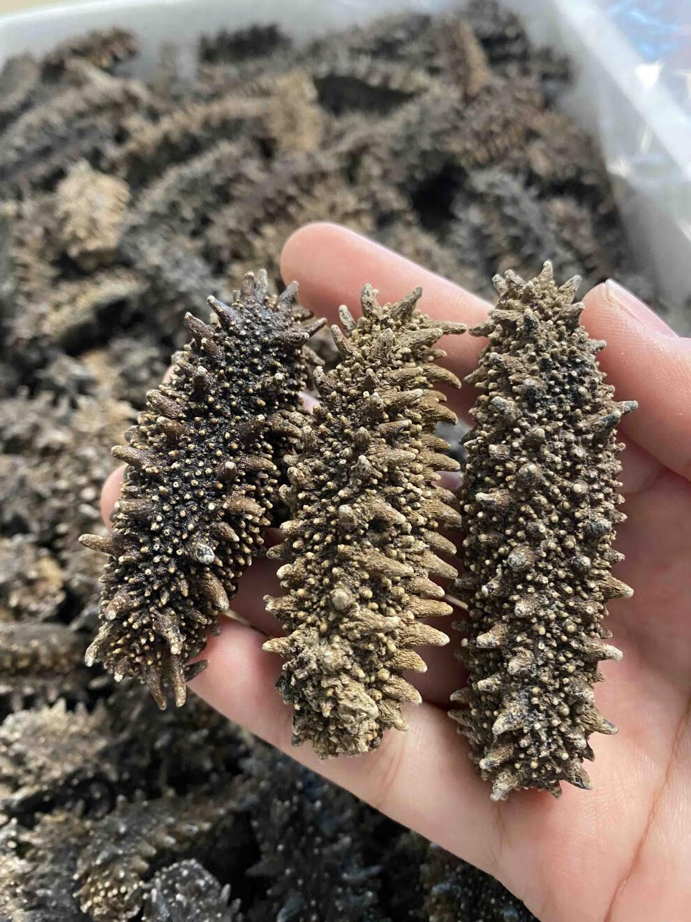 五折 特选日本北海道关东海参干货六排刺纯淡干俄罗斯红参大连 500g特