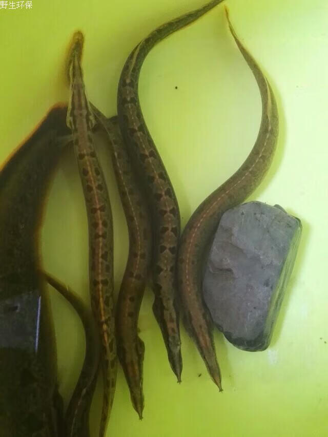 刺鳅 观赏 鱼中华刀鱼大 中小号 活体发货淡水鳅原生观赏鱼采缇 10
