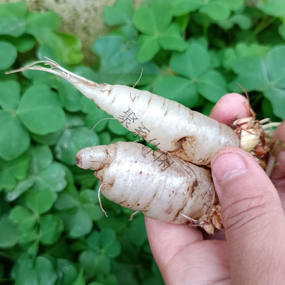 萝卜水晶萝卜酸萝卜小时候的味道80后记忆250克 250克新鲜水晶萝卜