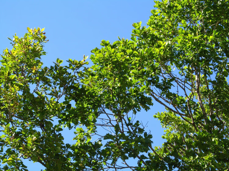 纳格兰东北纯橡树叶腐殖土腐叶土兰花君子兰专用橡叶种植酸性营养土