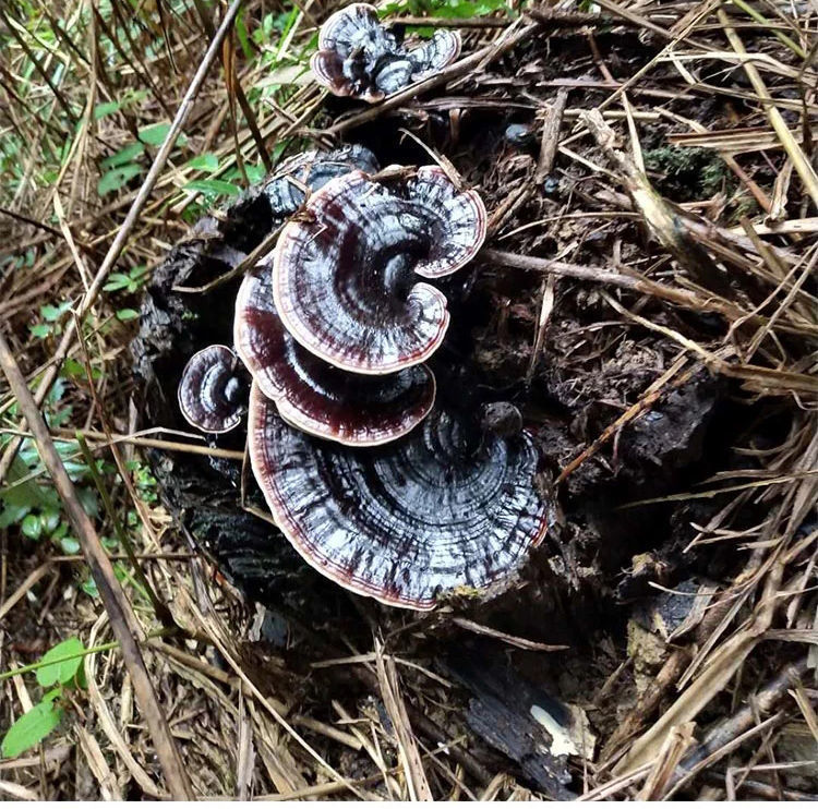 京同仁·堂【精选好货】野生紫灵芝天然深山林芝不苦纯野生紫芝潭级