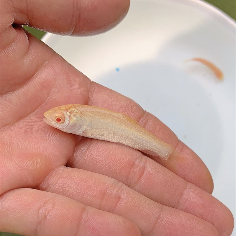荣郁 金草苗赤目金丝鲩鱼黄金鲩鱼苗活体观赏鱼淡水易活养殖 顺丰快递