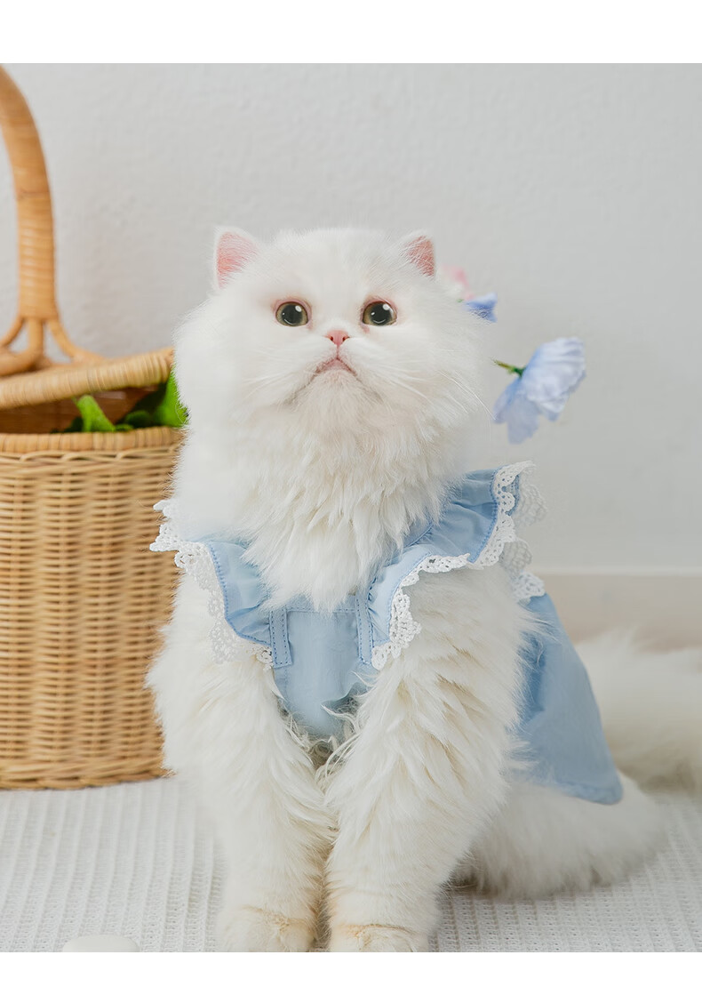 唐宠 荷叶领蕾丝小猫咪裙子夏季蓝猫布偶宠物衣服防掉毛幼猫薄款