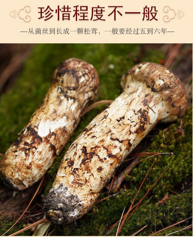 松茸新鲜云南菌松树蘑菇松茸鲜(出口级7-9cm) 7-9cm【出口级】 500g
