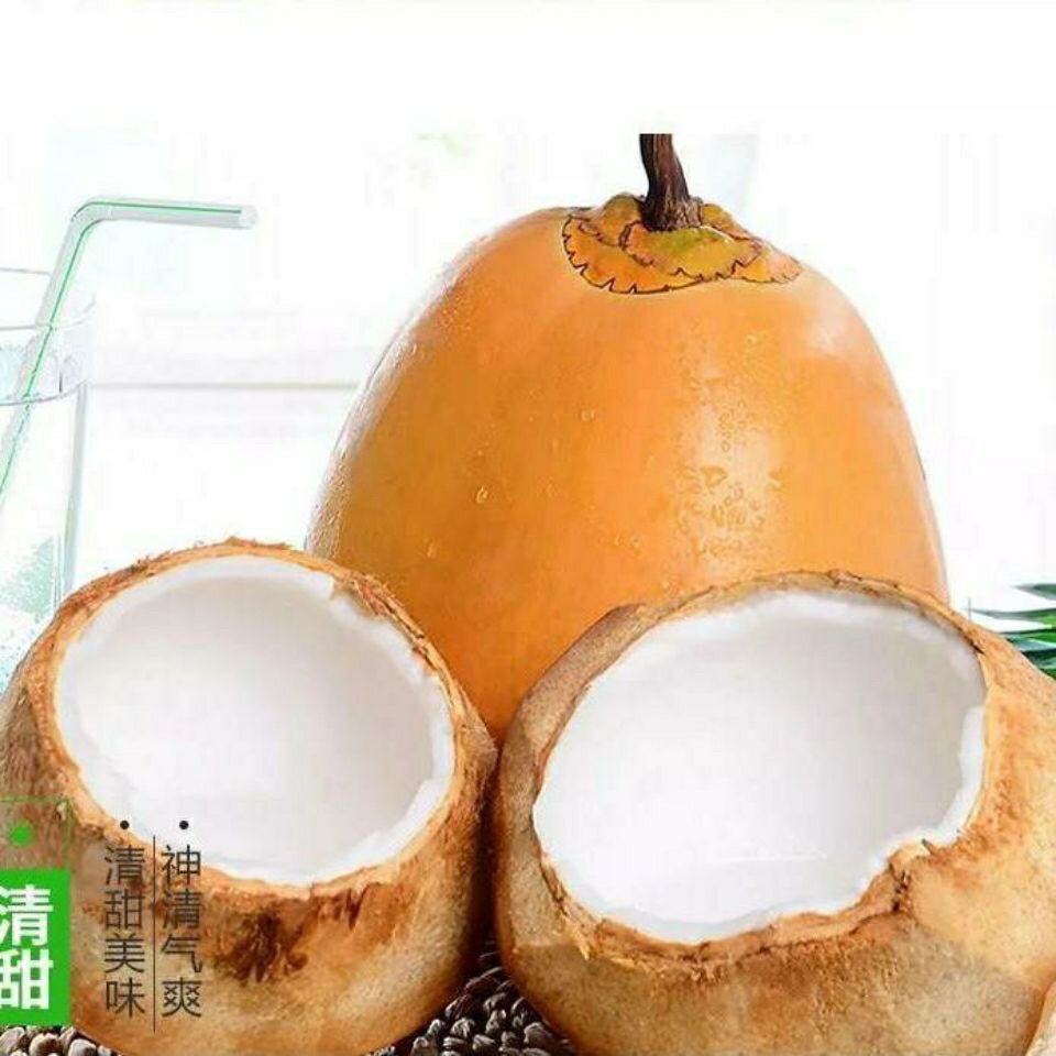 海南金椰现摘新鲜带皮椰青黄金椰子当季孕妇水果补羊水黄椰整箱黄金椰