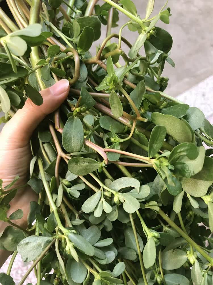 马齿苋菜新鲜4斤五行草农产品食用野菜现挖现发红梗1000g