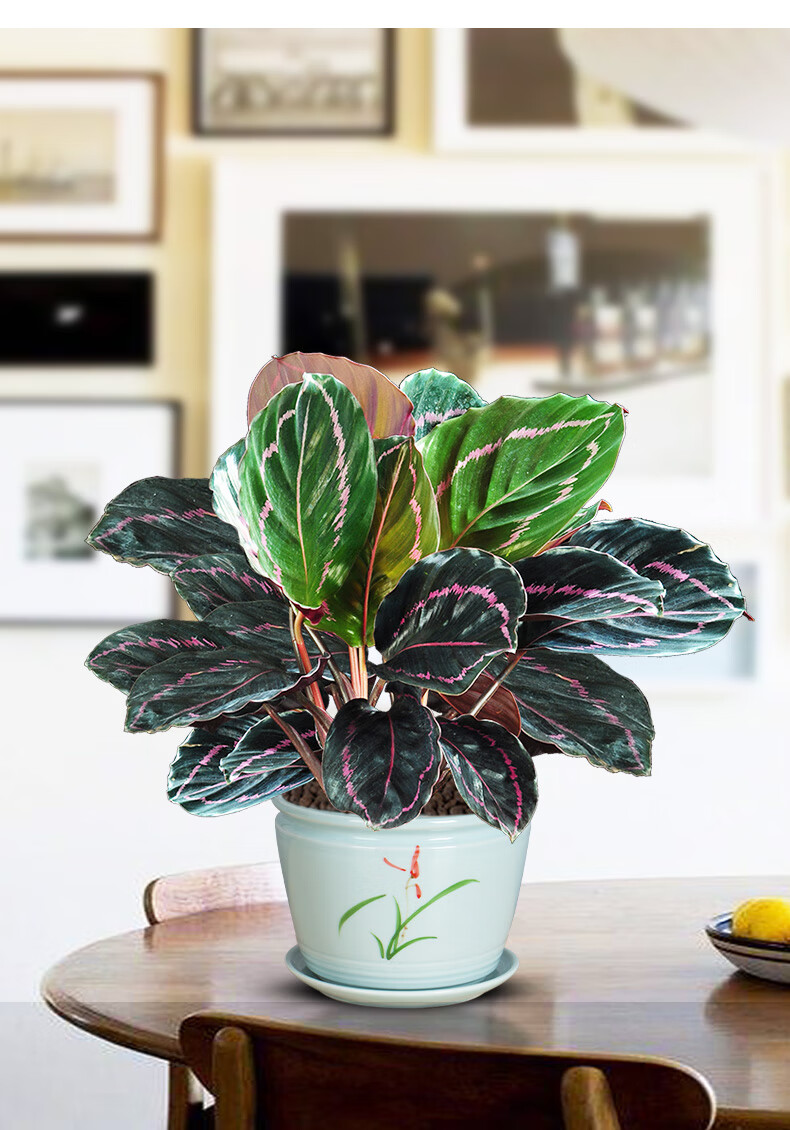 彩虹竹芋植物室内花红美丽盆栽办公净化空气好养绿植桌面观叶花卉小