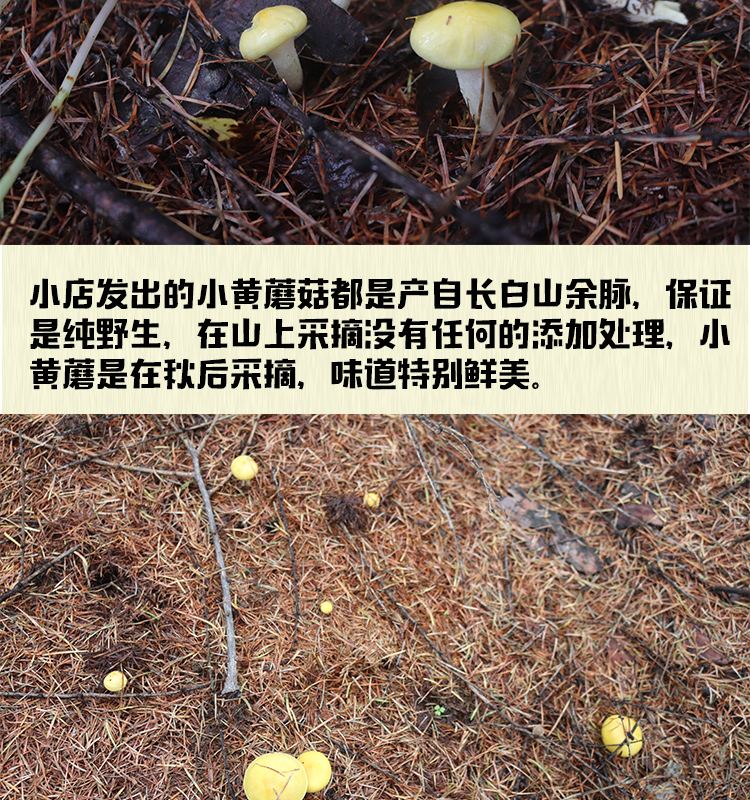 野生小黄蘑菇特级干货东北特产小鸡炖蘑菇500g黄油松蘑煲汤菌500g