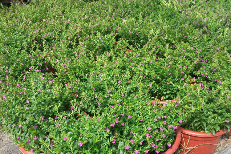 带花室内客厅植物阳台好养花卉四季种植观花植物 原土原盆 满天星带花