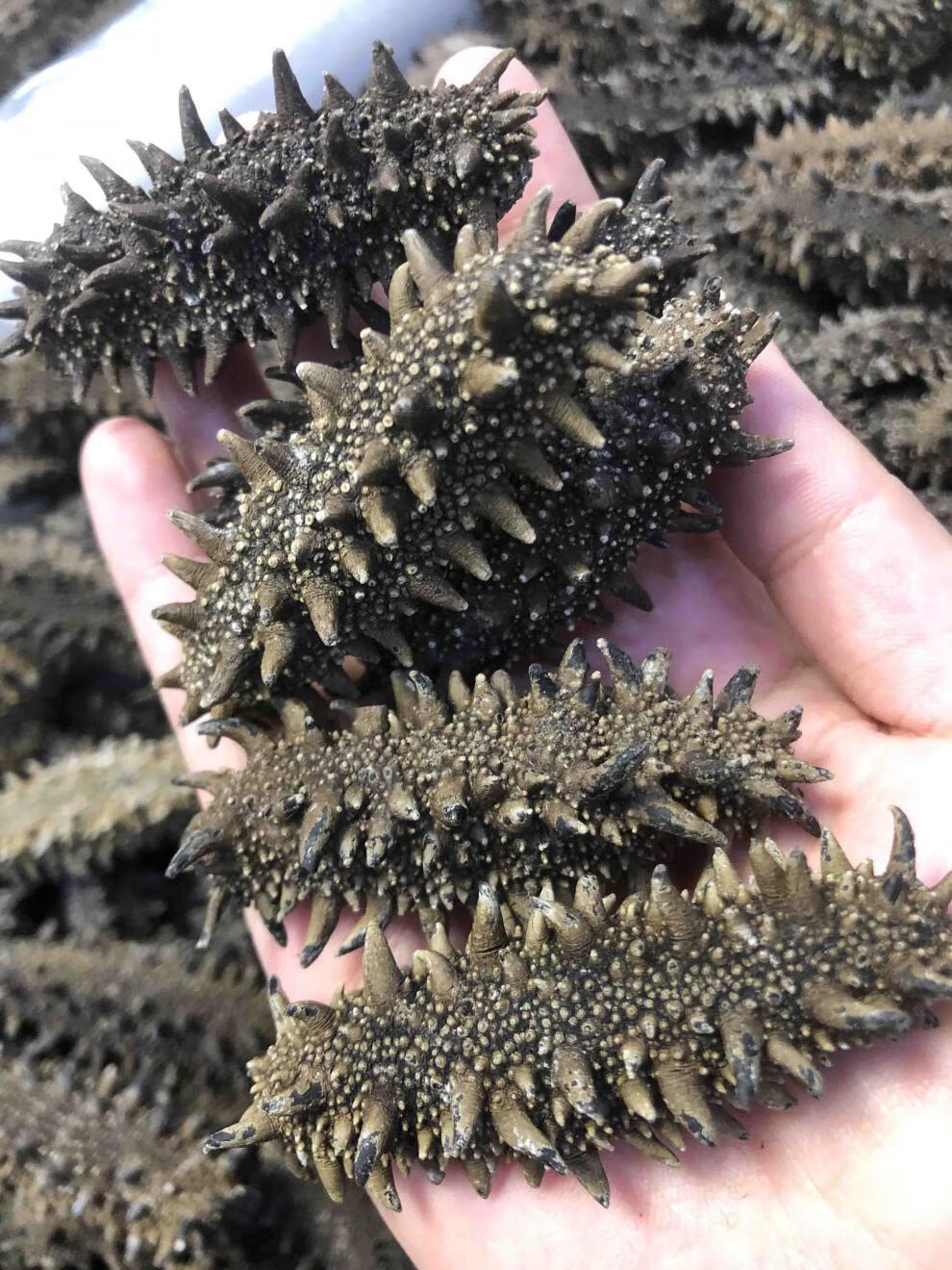 特选日本北海道野生关东海参干货六排刺纯淡干俄罗斯红参大连 500g特