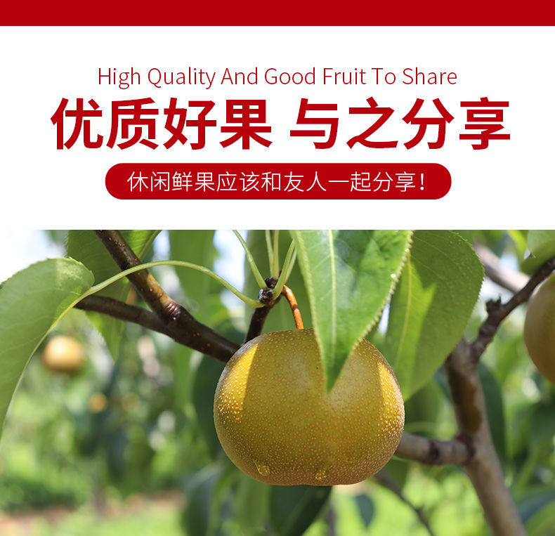 晶太太 梨子新鲜现摘广西农家自种当季砂梨果大果孕妇水果整箱 2500g