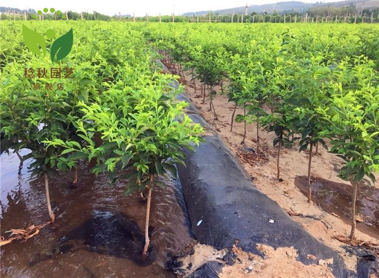 大果黄金奈李嫁接苗黄金李子树苗蜂糖蜜李果苗盆栽地栽南北方种植嫁接